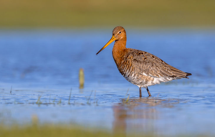 Ijsselmeer Vogel Grutto C. Shutterstock