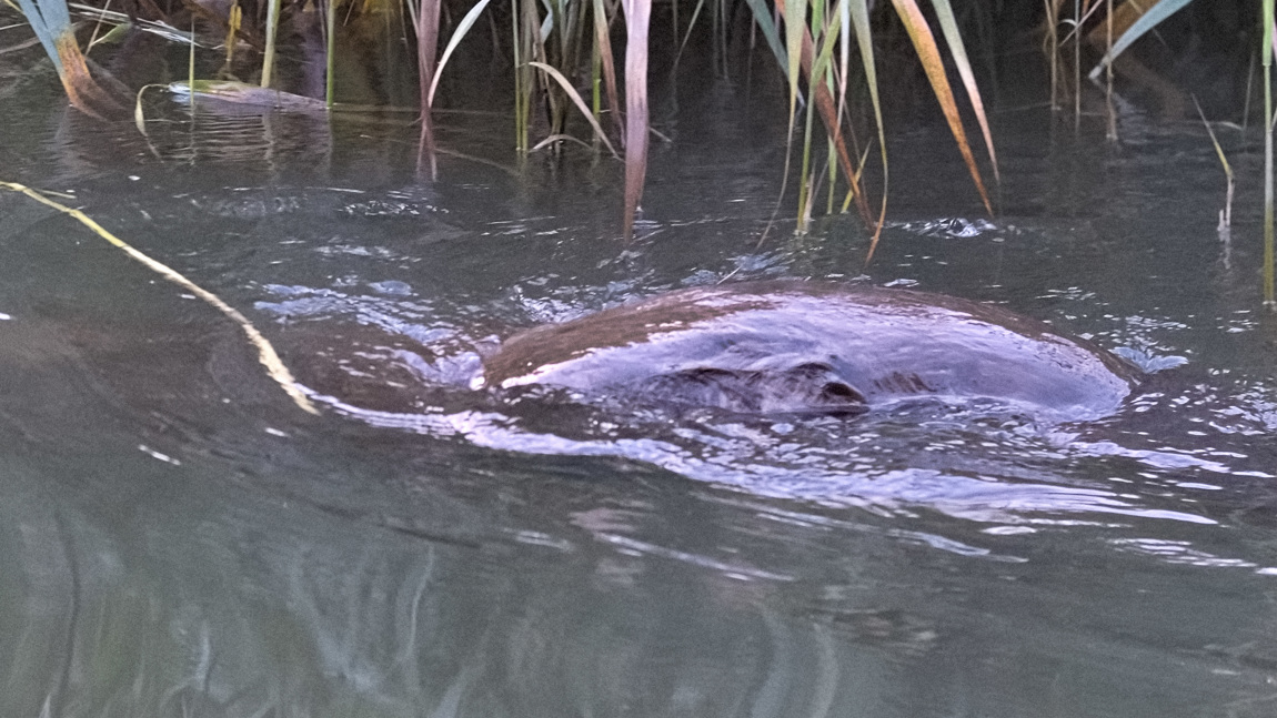 Een bever is door zijn grootte niet te missen.