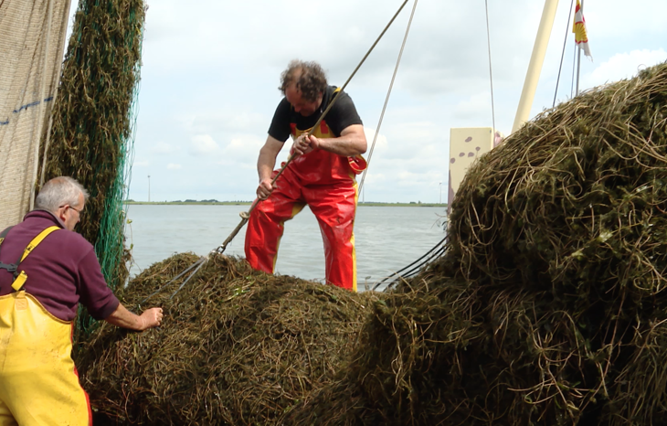 Aandringen op beheersing van waterplanten